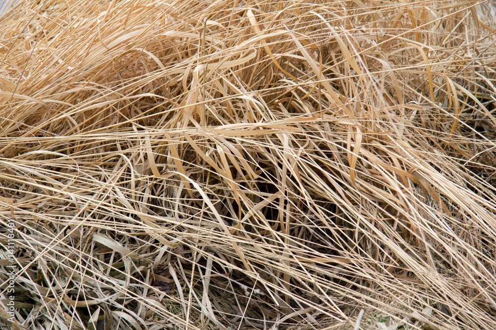 dry grass dry grass