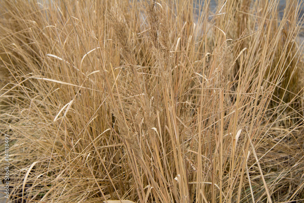 dry grass dry grass