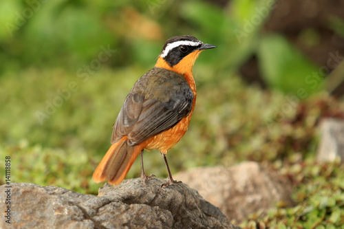 Oiseau du Kenya