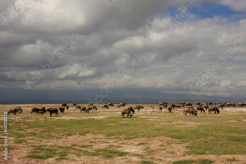 Buffles au parc Amboseli