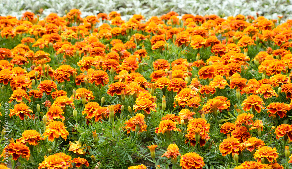 Flowerbed with orange flowers.