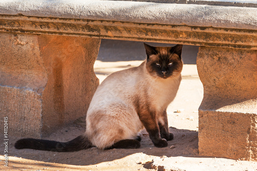 Beautiful cat hiding in under antique bench on Alhambra grounds, Granada
