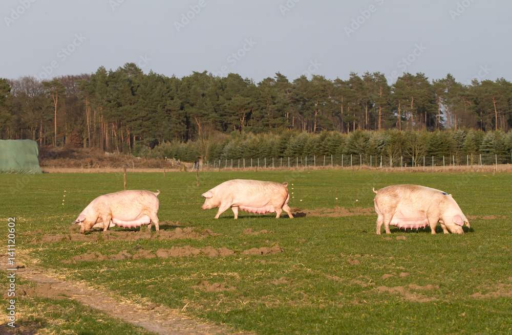 Drei große Zuchtsauen auf grüner Wiese Drei große Zuchtsauen auf grüner Wiese