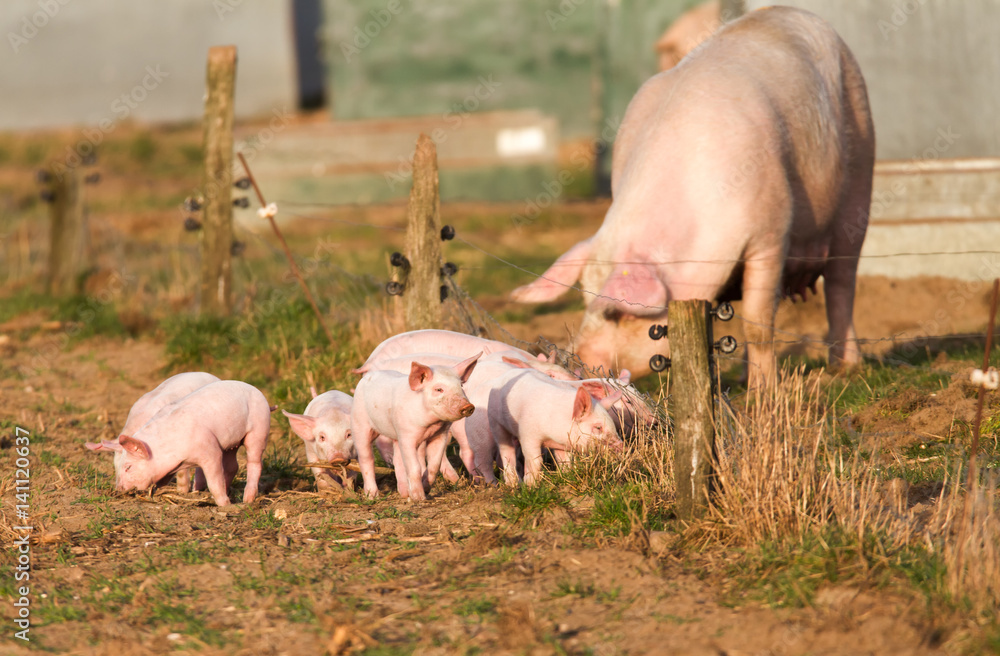 Ferkel auf Spaziergang ausserhalb der Einzäunung einer Freilandhaltung Ferkel auf Spaziergang ausserhalb der Einzäunung einer Freilandhaltung