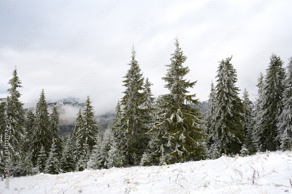 winter trees on snow winter trees on snow