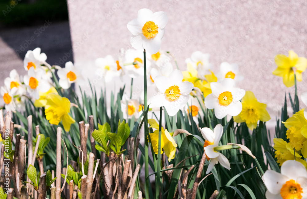 Fototapeta premium fiori gialli in primavera