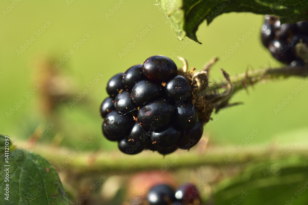 Huge torn-free blackberries begin to ripen Huge torn-free blackberries begin to ripen