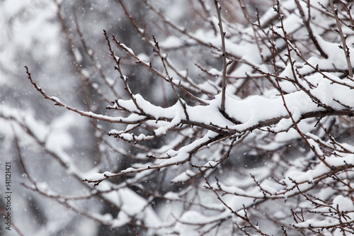 snow on the branches of a tree in nature