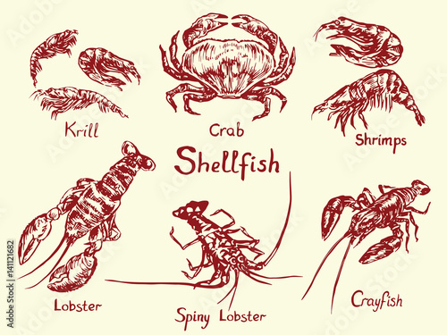 Shellfish set,  krill, crab, shrimps, lobster, spiny lobster and crayfish, with inscription, hand drawn doodle, sketch in pop art style, isolated vector illustration