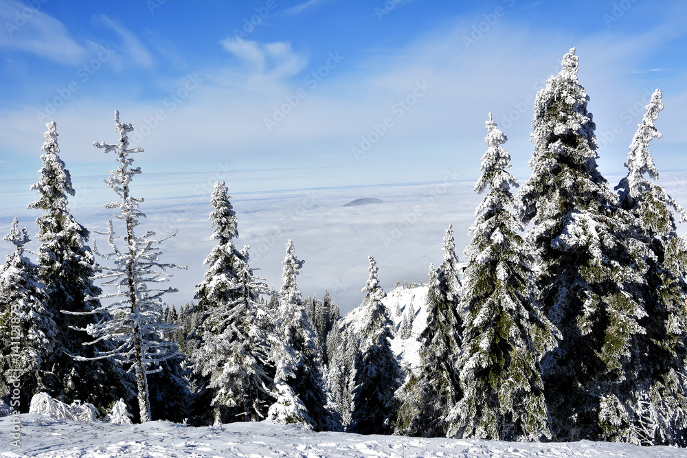 Obraz premium Winter landscape with fir trees forest covered by heavy snow in Postavaru mountain, Poiana Brasov resort, Romania