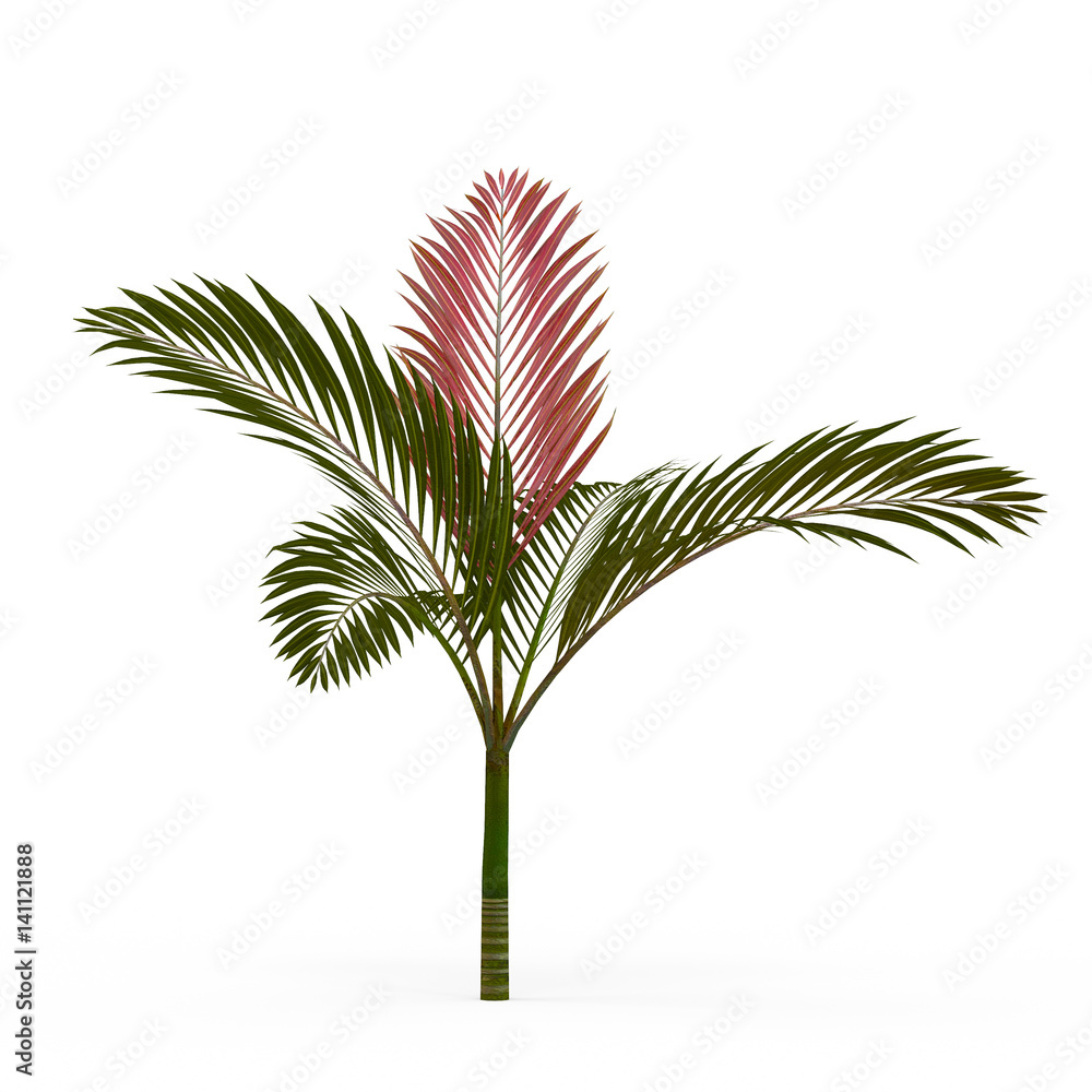 Fototapeta premium Chambeyronia macrocarpa isolated on white background. 3D Rendering, Illustration.