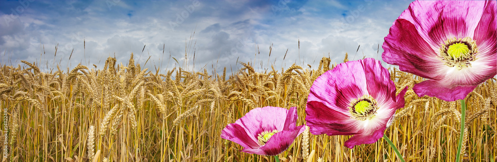 Fototapeta premium wheat ears on the field and poppies