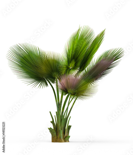 Copernicia baileyana isolated on white background. 3D Rendering, Illustration. photo