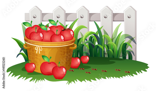 Basket of apples in garden