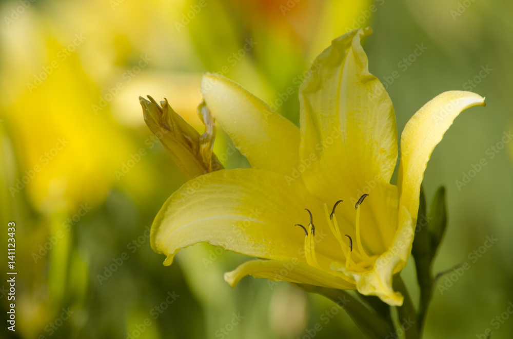 Yellow flower in the garden. Yellow flower in the garden.