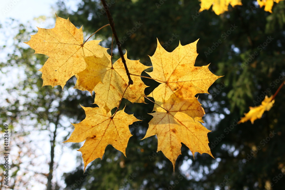 Herbst Herbst