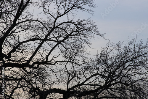 Branches of a tree against the background of the evening sky