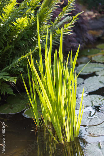 Blätter einer Schwertlilie, Iris, in einem Gartenteich photo