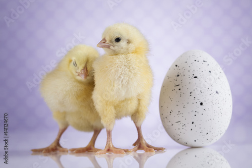 Chick  Easter background