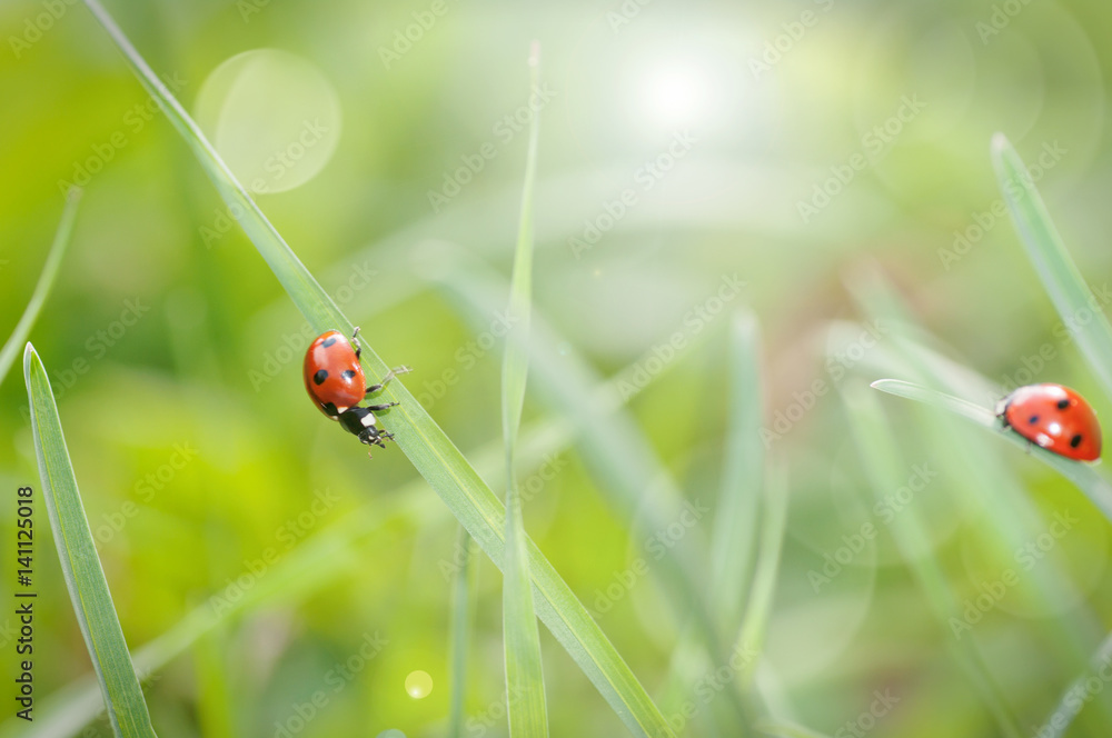 ladybug crawling on the grass closeup in nature ladybug crawling on the grass closeup in nature
