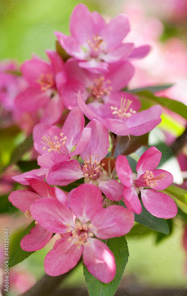 Apple tree blooms red flowers in nature