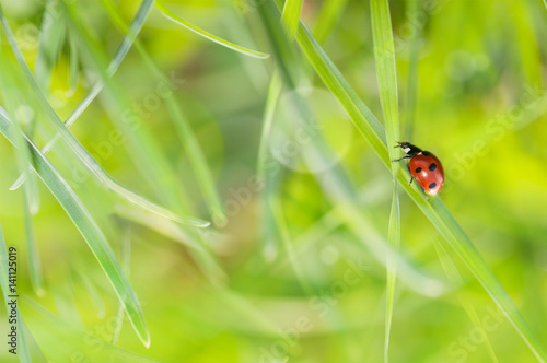 ladybug crawling on the grass closeup in nature