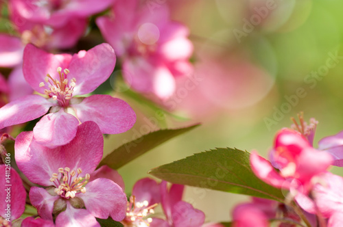 Apple tree blooms red flowers in nature