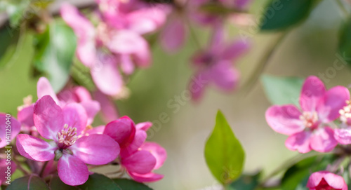 Apple tree blooms red flowers in nature