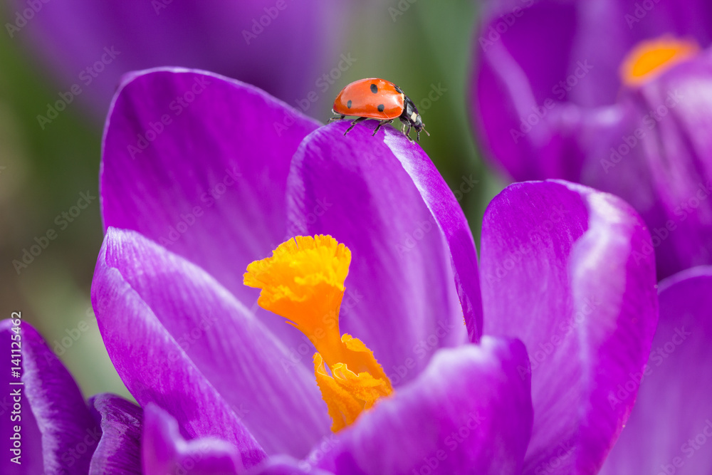 Fototapeta premium Ladybird On Crocus