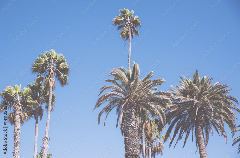 Fototapeta premium Palm trees in los angeles