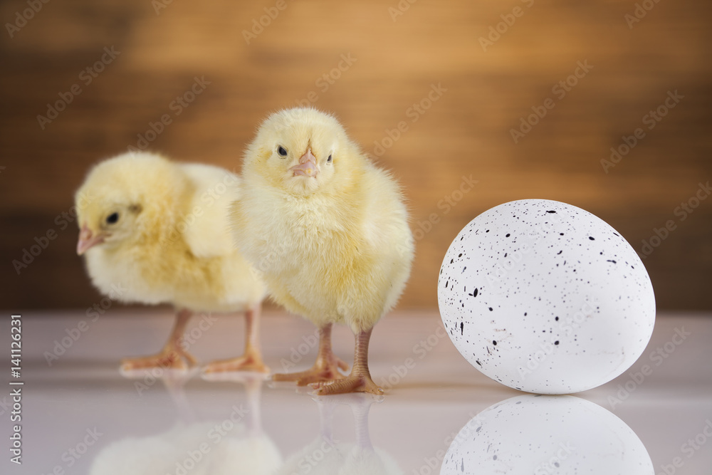 Egg on chick, Easter background Egg on chick, Easter background
