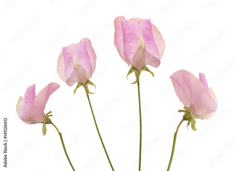sweet pea flower sweet pea flower