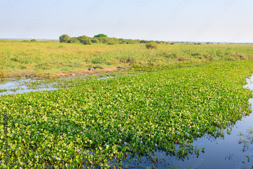 Beautiful Pantanal landscape, South America, Brazil
