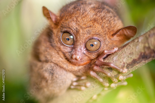 Tarsier monkey in natural environment photo