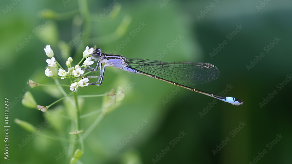 custom made wallpaper toronto digitalDamselfly