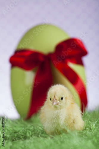 Wallpaper Mural Egg on chick, Easter background Torontodigital.ca