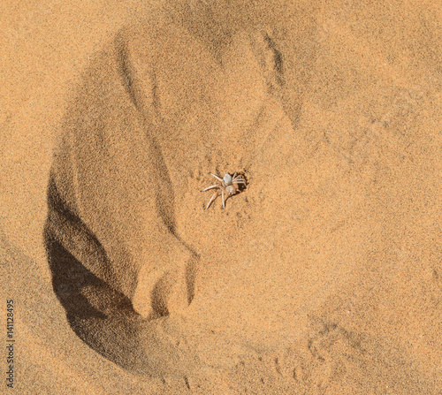 Wheel spider in desert sand photo