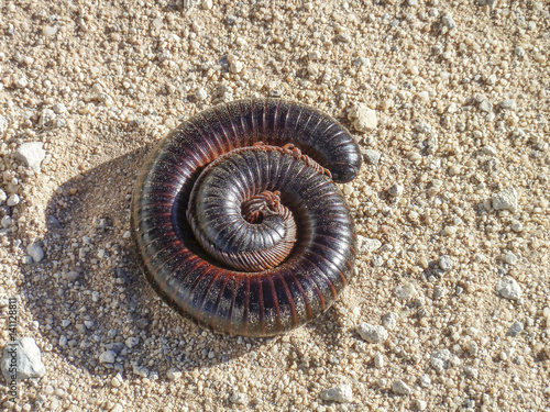 rolled up giant african millipede in Namibia