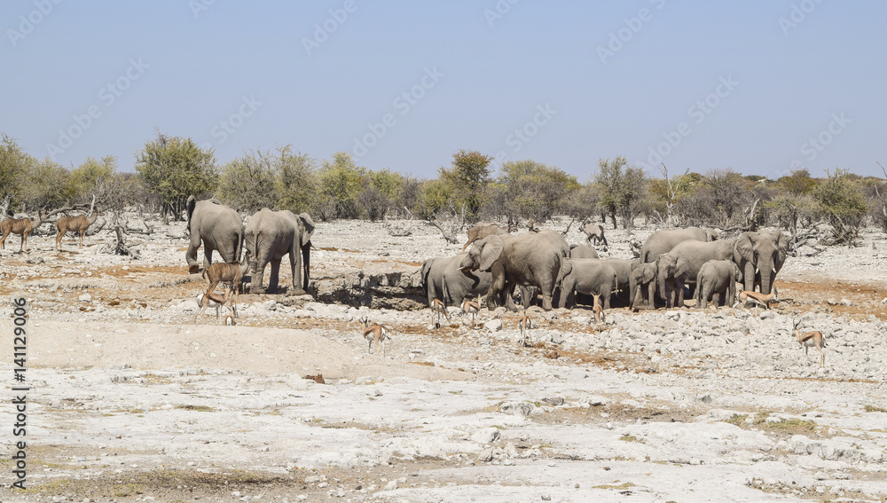 Obraz premium Group of african bush elephants