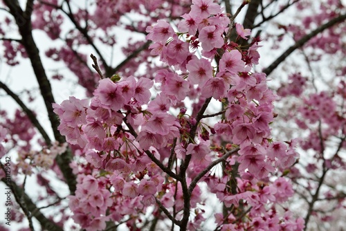 岡城の桜