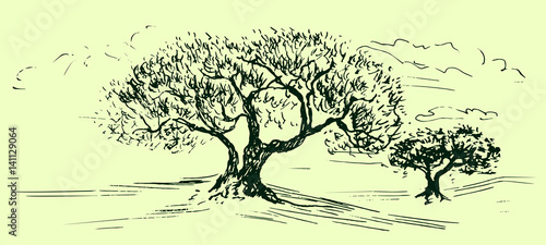 Olive grove landscape in soft green colors, woodcut style design, hand drawn doodle, sketch in pop art style, isolated vector illustration