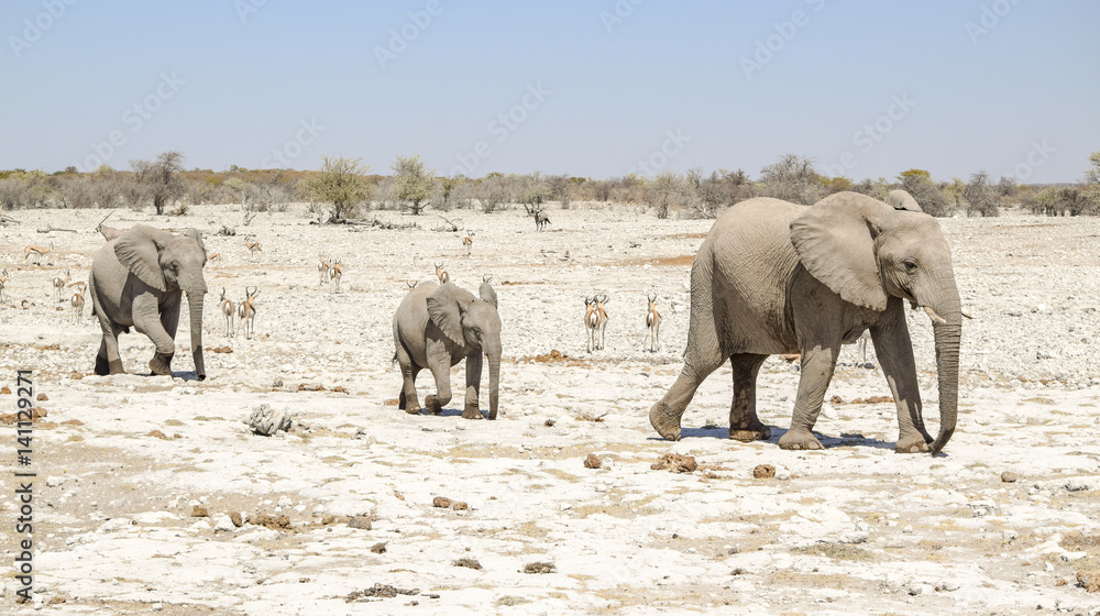 African bush elephant family
