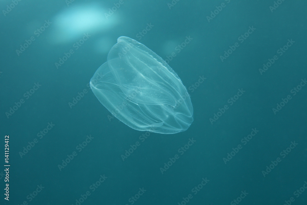 Fototapeta premium Sea walnut jellyfish