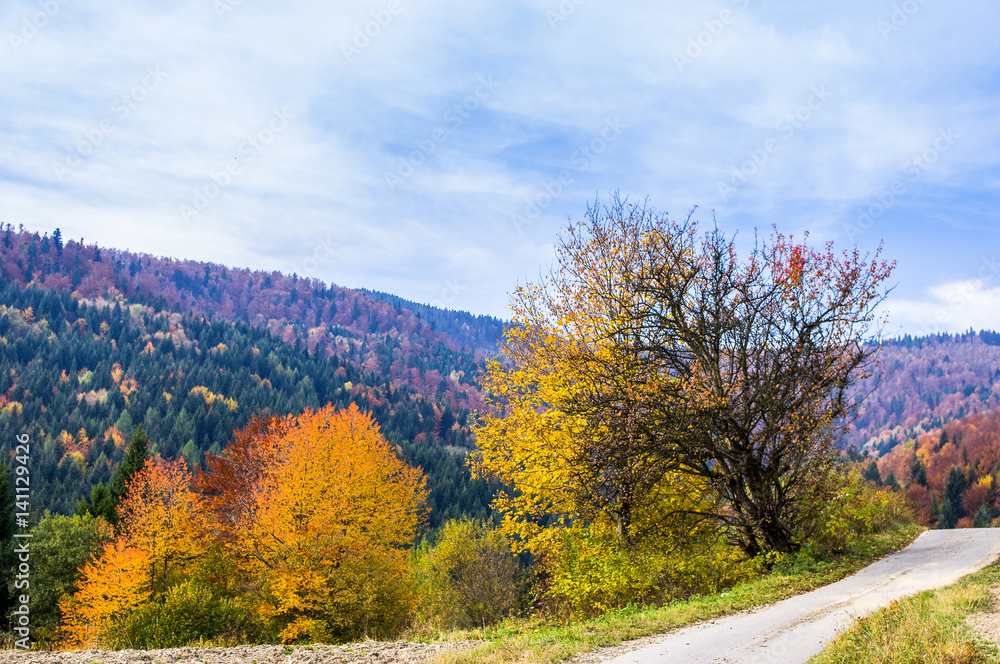 Fototapeta premium Autumn landscape with colorful trees