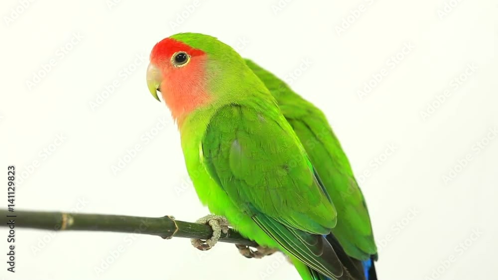 lovebirds on a white background lovebirds on a white background