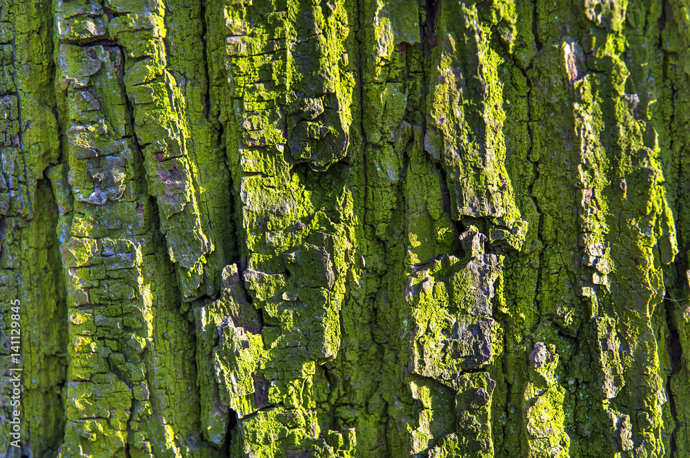 Obraz premium Bark tree old green textured