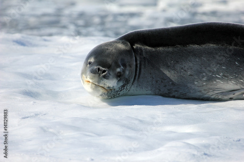 Leopard seal resting on ice floe, Antarctic peninsula