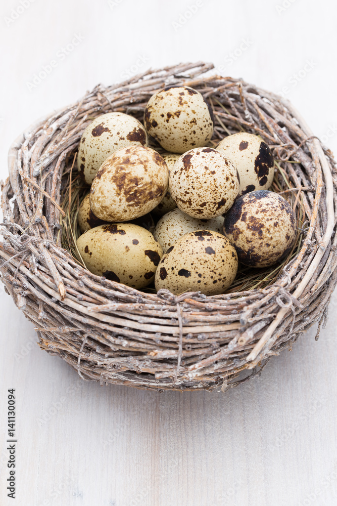 Quail eggs of birds nest. Easter composition. Quail eggs of birds nest. Easter composition.