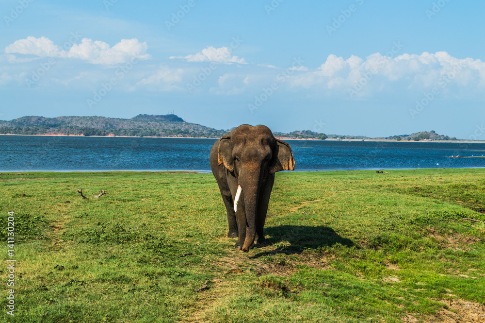 Fototapeta premium Elephant Bull with One Tusk at the Waterhole of Minneriya National Park in Sri Lanka (Biggest Gathering of Asian Elephants Worldwide)