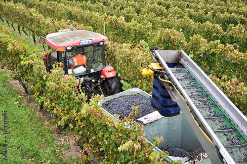 Grape harvesting photo